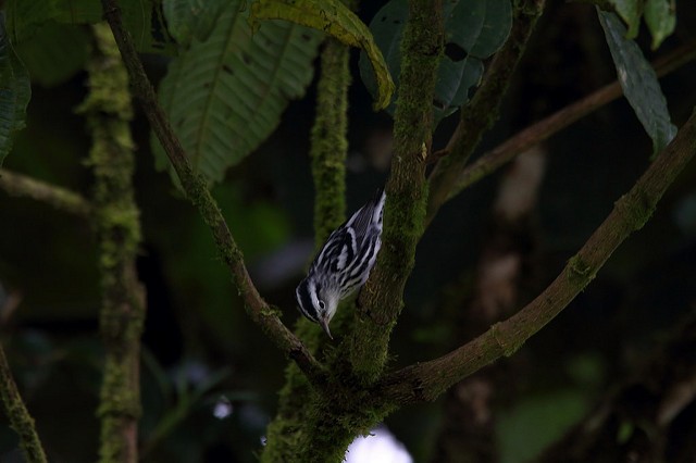 Black-and-white Warbler - ML33986161