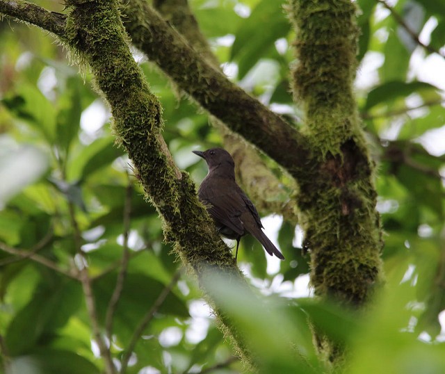 Mountain Thrush - Marcelo Corella