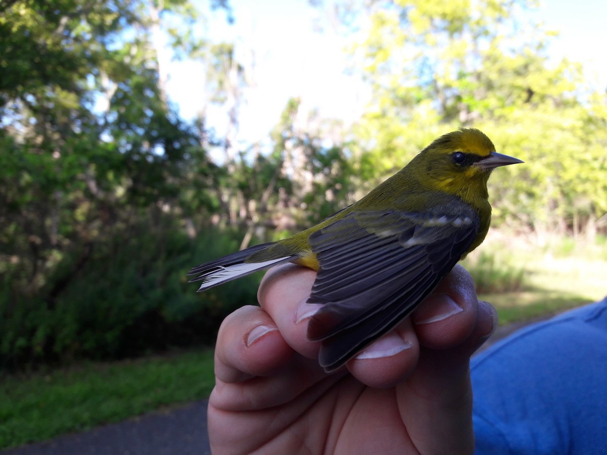 gullvingeparula x blåvingeparula (F2 backcross) - ML33986521