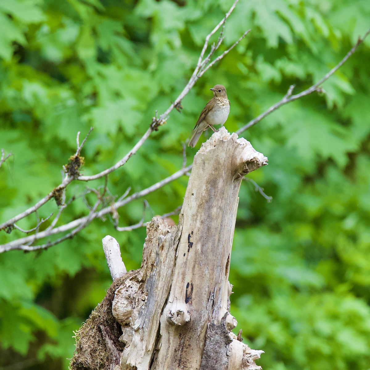 Swainson's Thrush - ML339865341