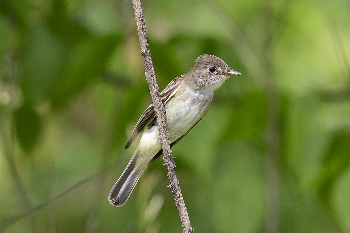 Willow Flycatcher - ML339870491