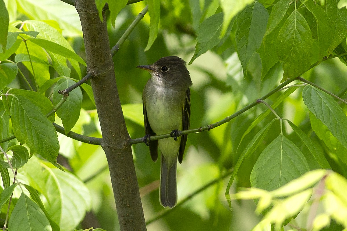 Willow Flycatcher - ML339870501