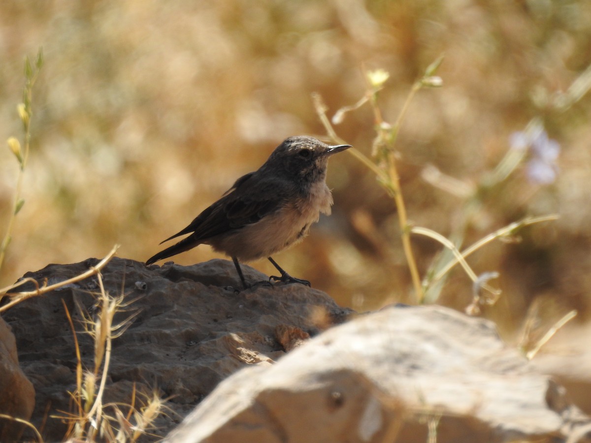 Kurdish/Persian Wheatear (Red-tailed Wheatear) - ML339870811