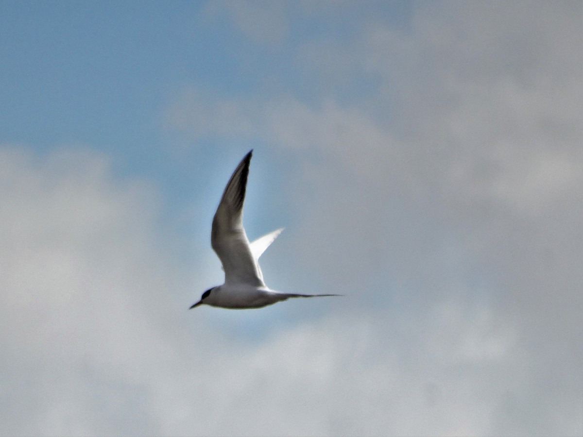 Common Tern - ML339872641