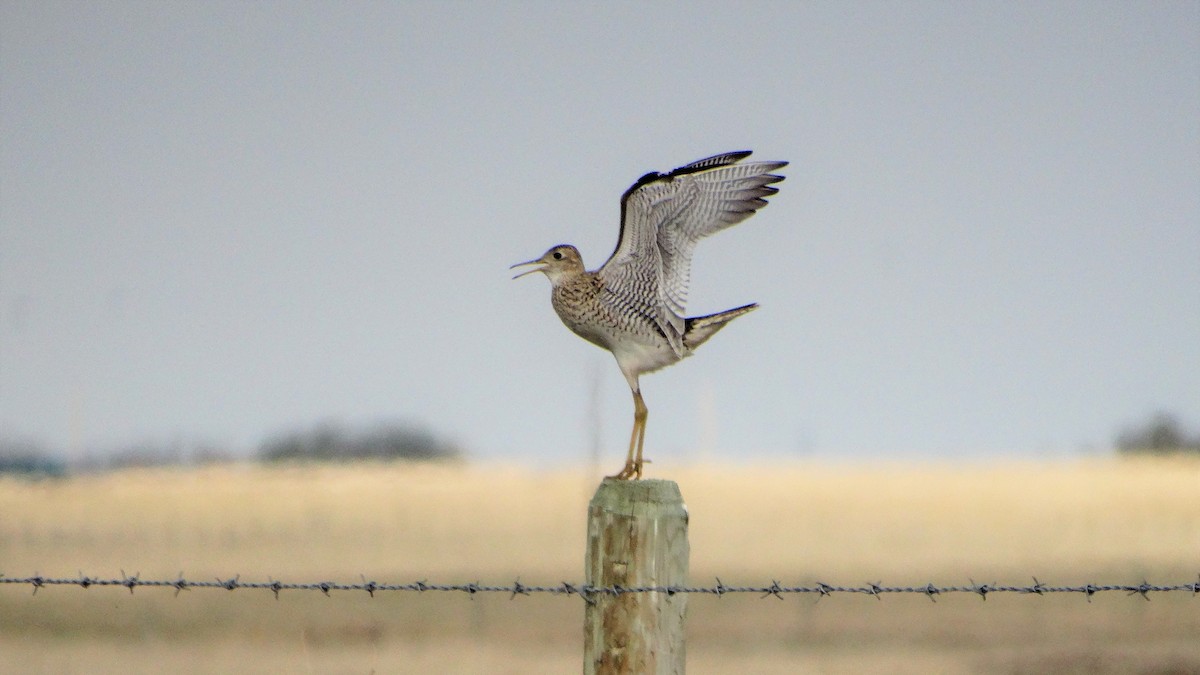 Upland Sandpiper - Mike Russum