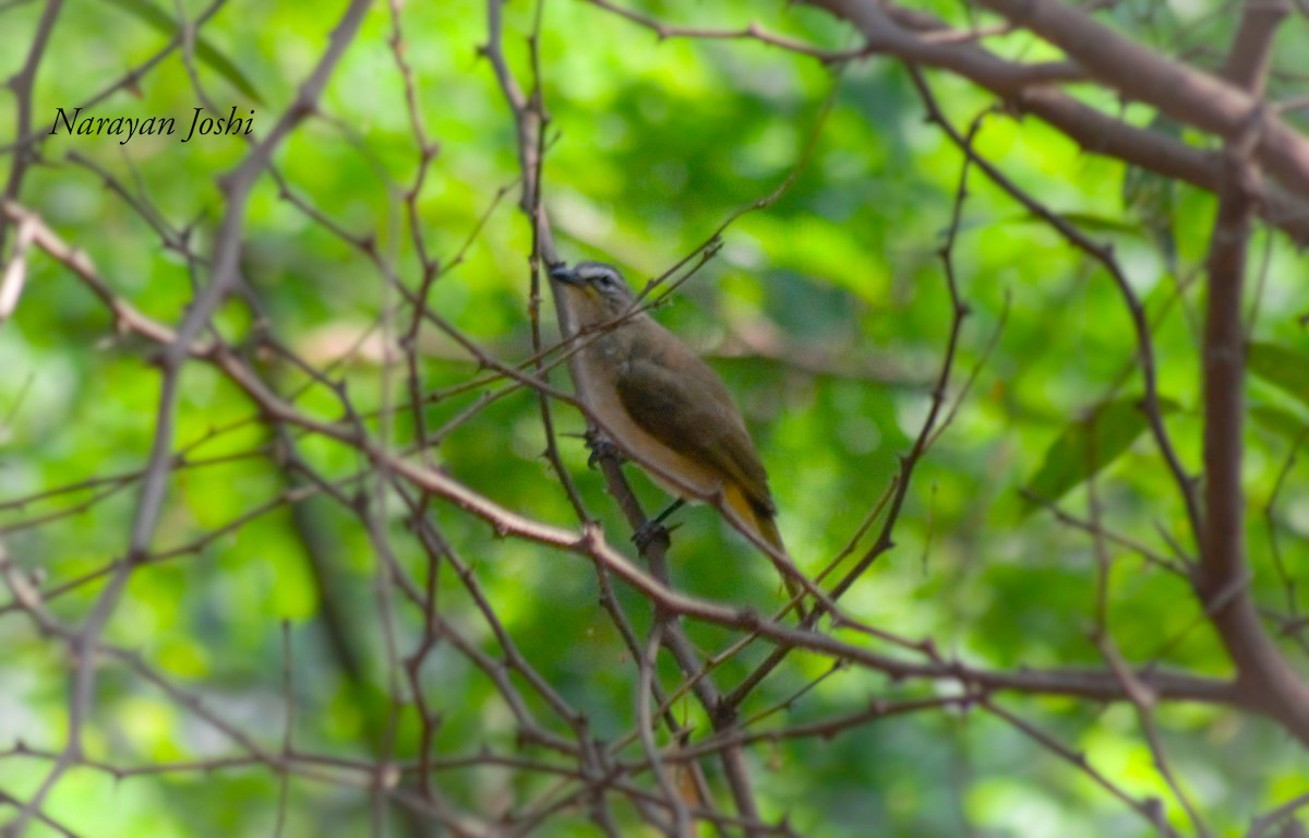 White-browed Bulbul - ML339874911