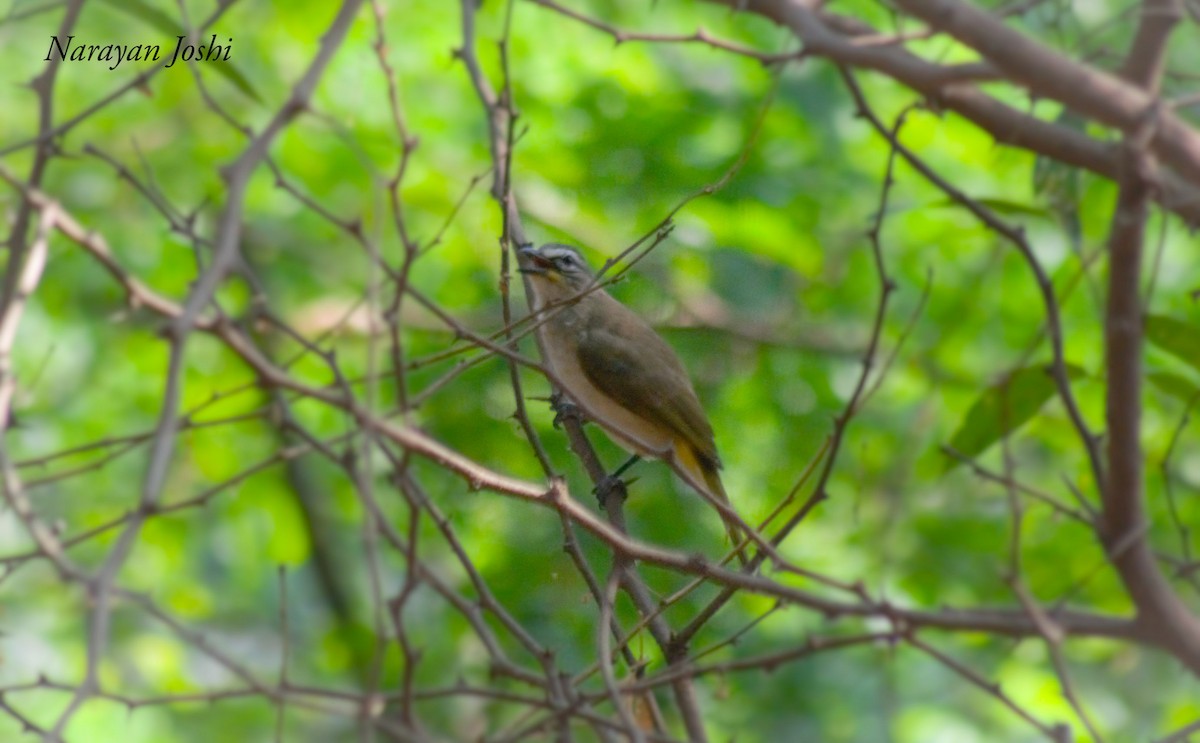 White-browed Bulbul - ML339875191