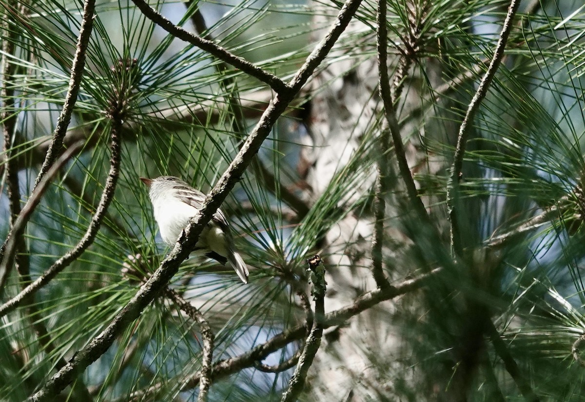 Least Flycatcher - ML339877791