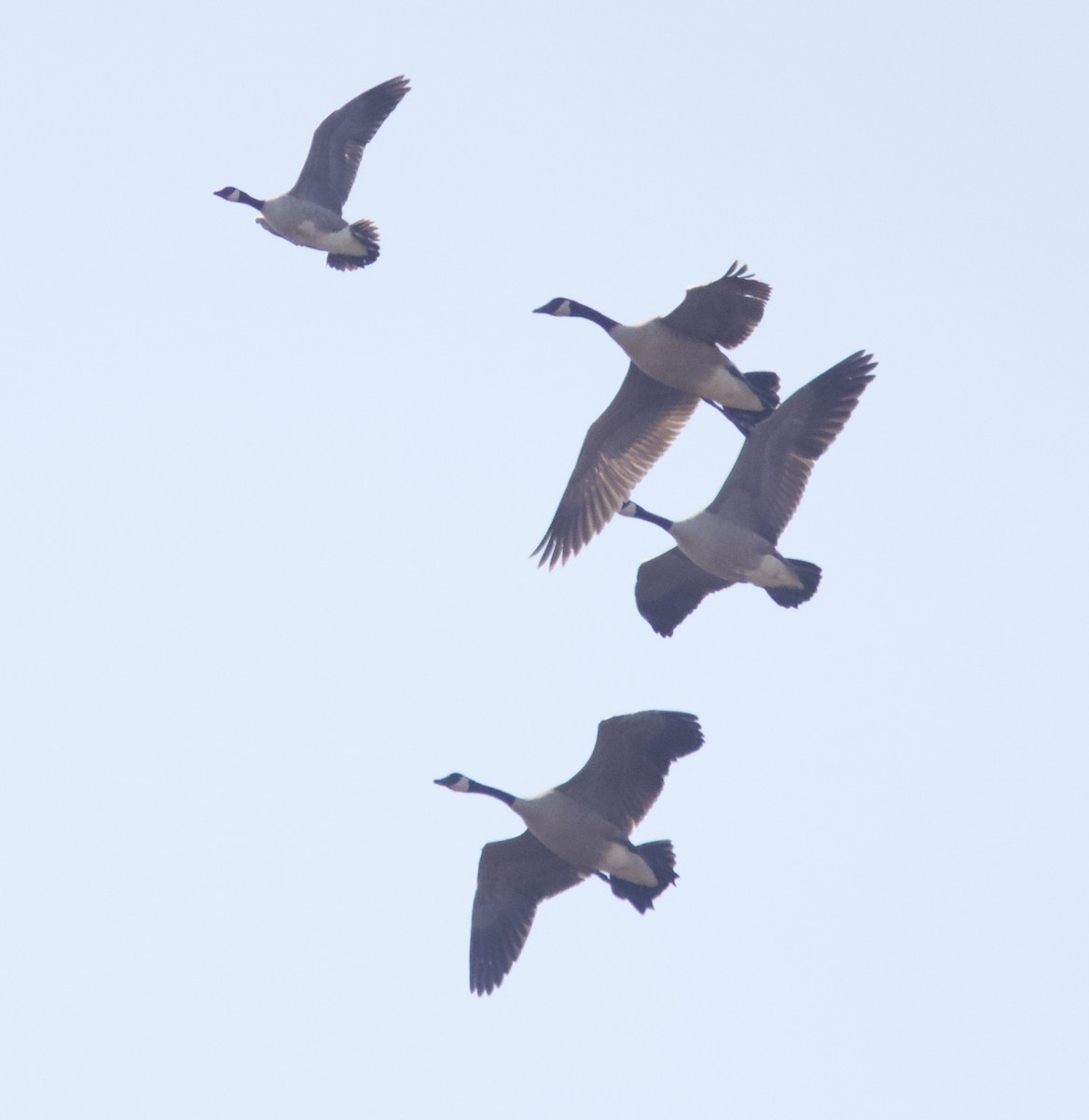 Branta kanadar txikia - ML339880411