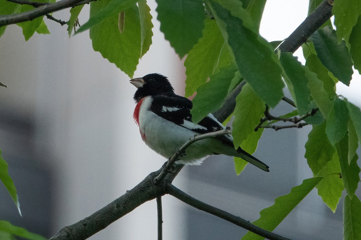 Rose-breasted Grosbeak - ML339880741