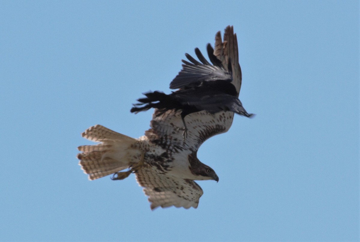 Red-tailed Hawk - ML339881831