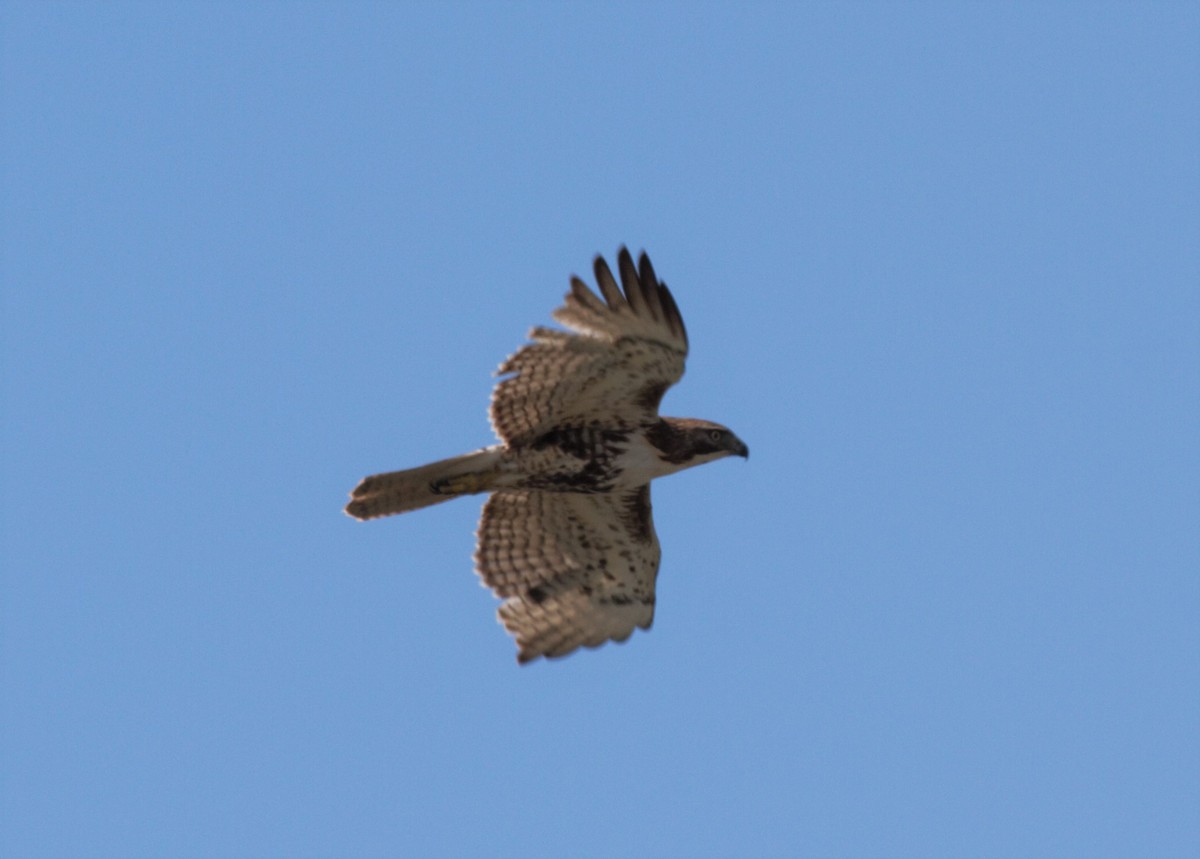 Red-tailed Hawk - ML339881841