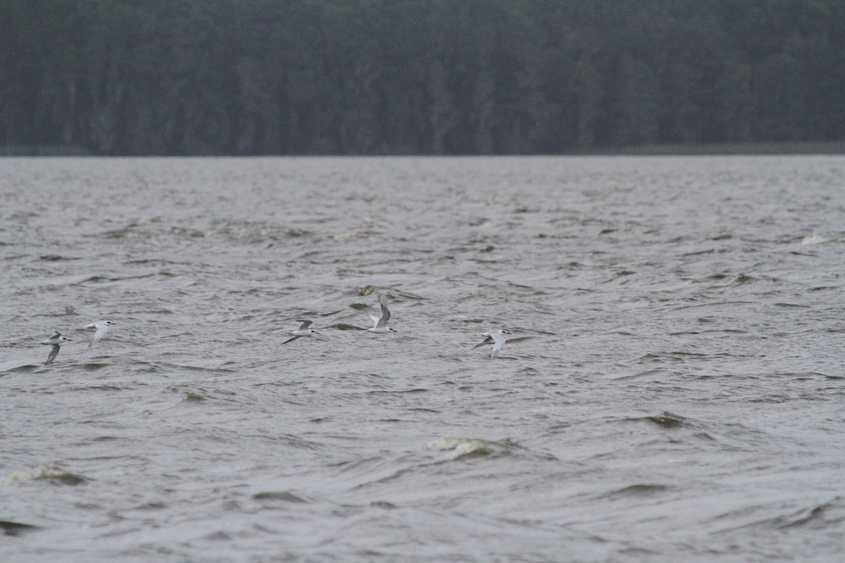 Forster's Tern - Ryan Terrill