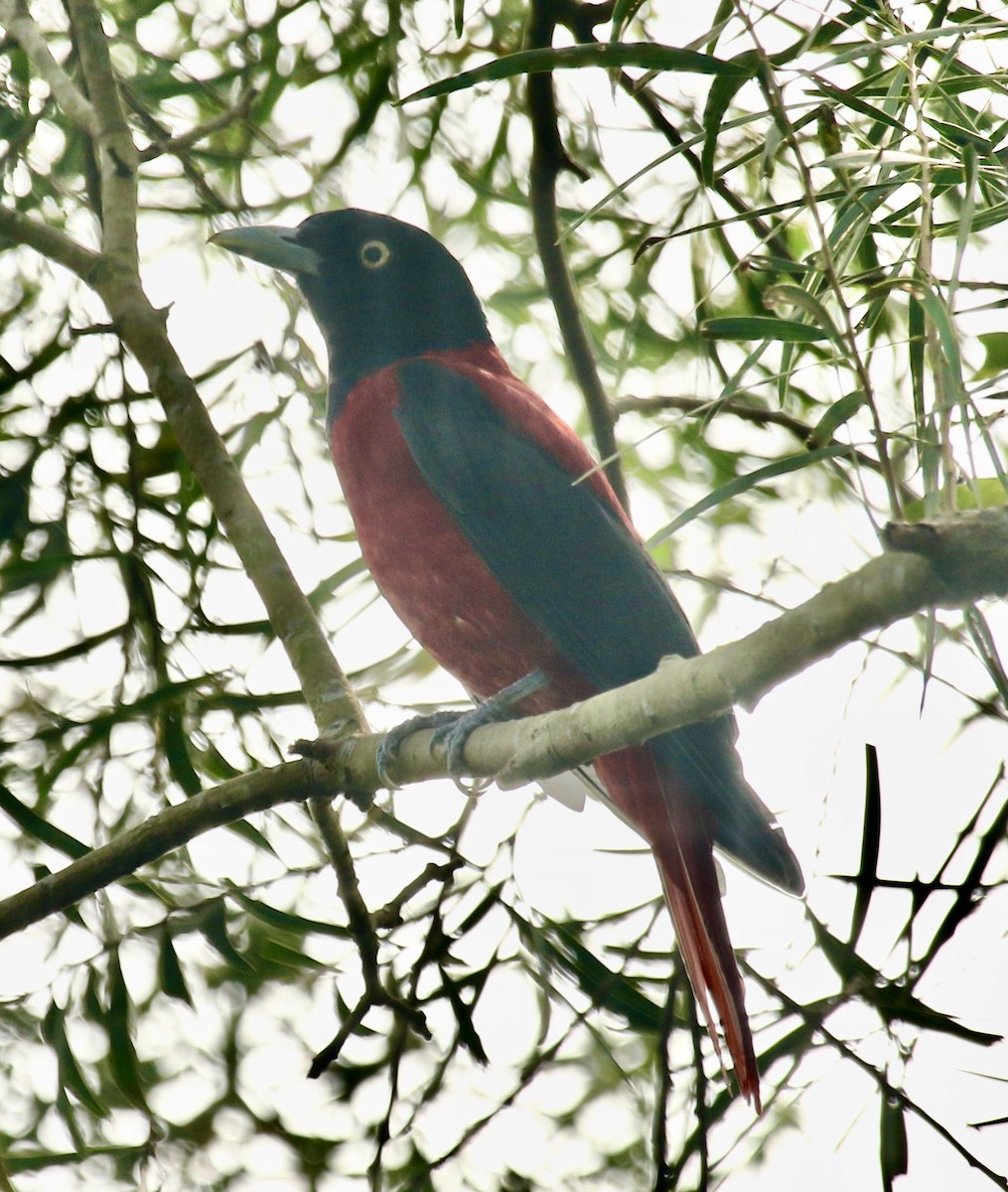 Maroon Oriole - ML339882951