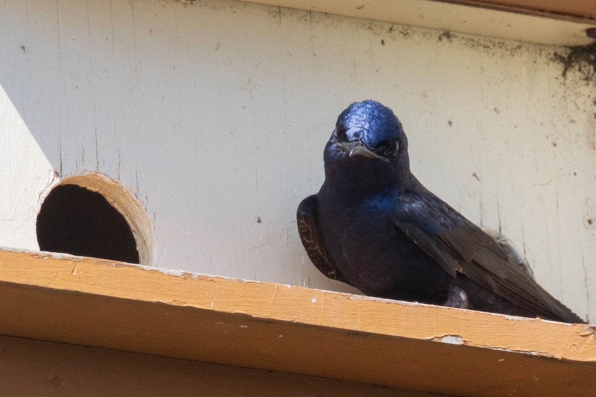 Purple Martin - ML339883101