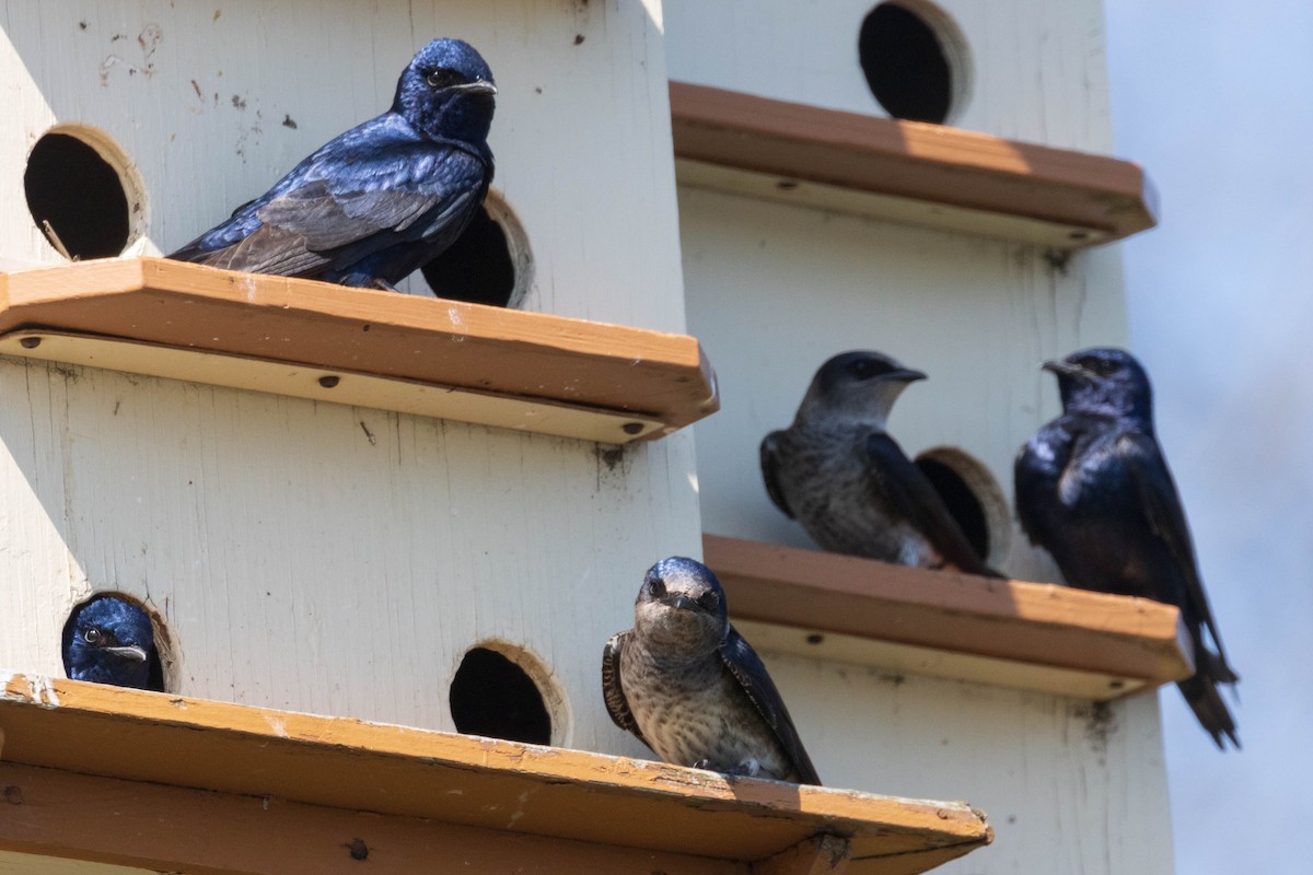 Purple Martin - ML339883561