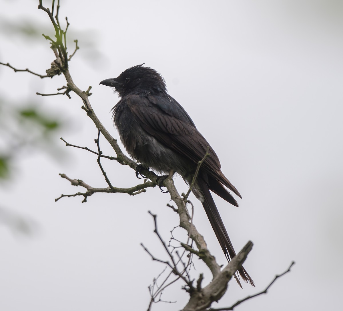 Black Drongo - ML339884001