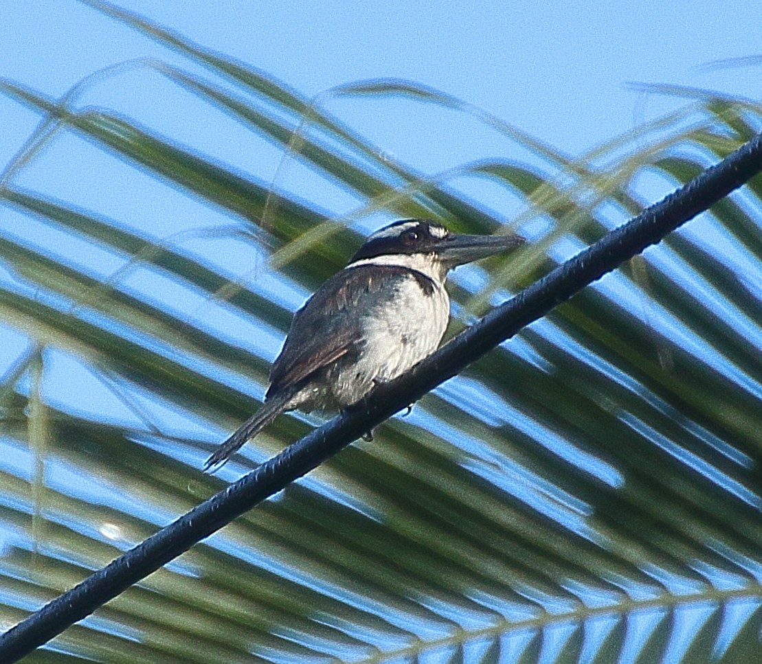 Sombre Kingfisher - ML339884241