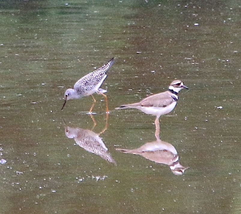 Lesser Yellowlegs - ML339884481