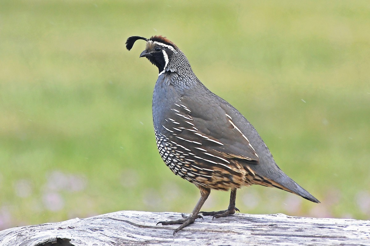 California Quail - MJ OnWhidbey