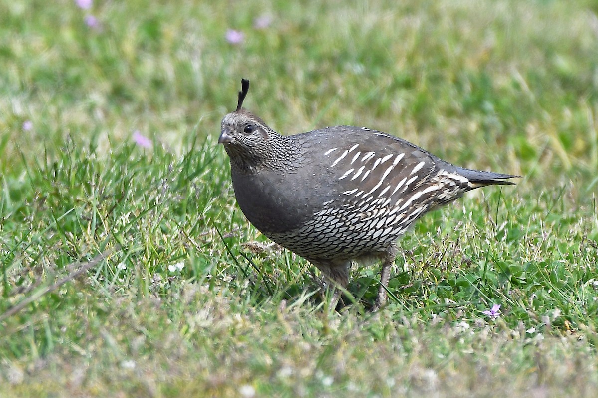 California Quail - MJ OnWhidbey