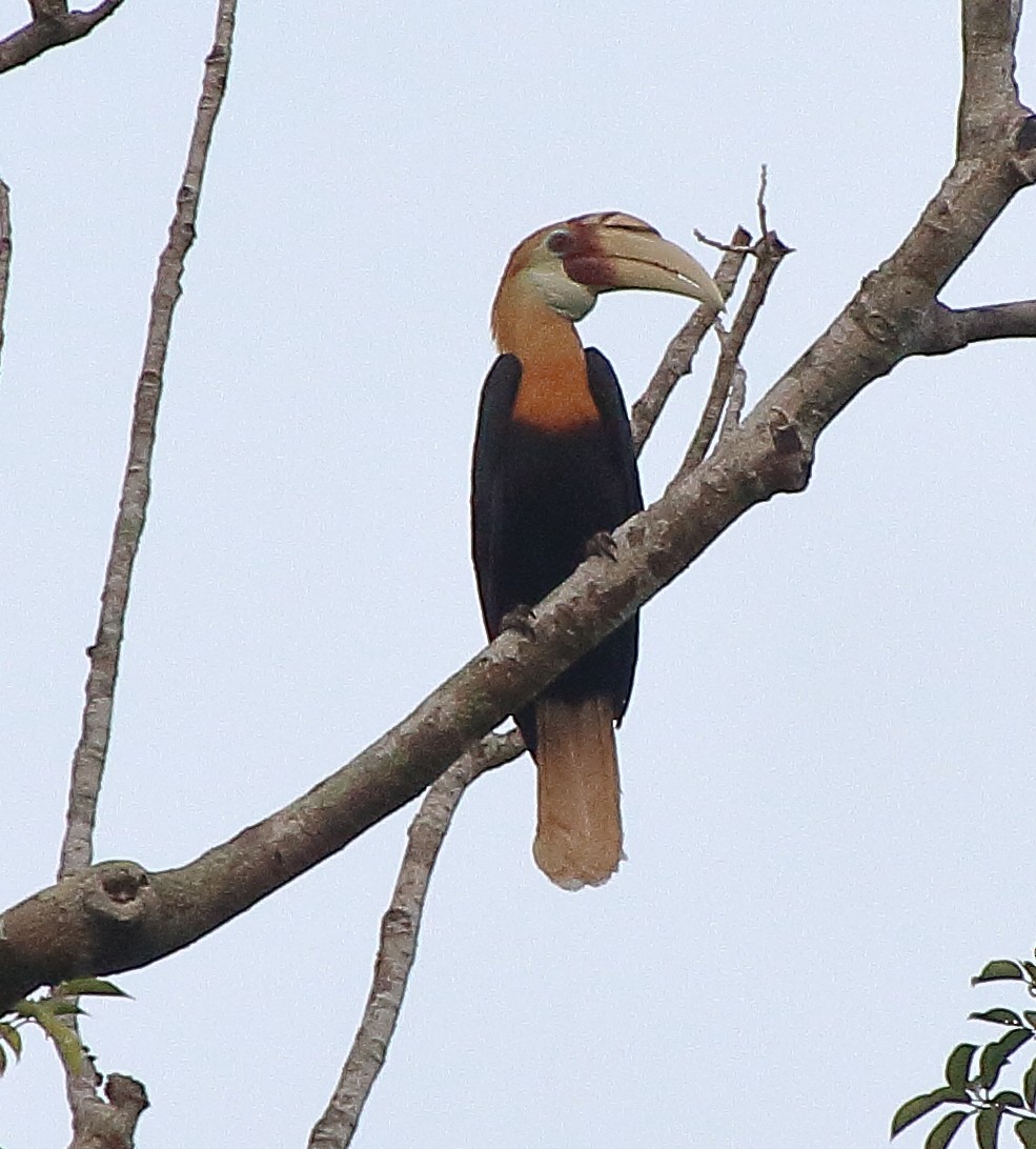 Papuahornvogel - ML339885831