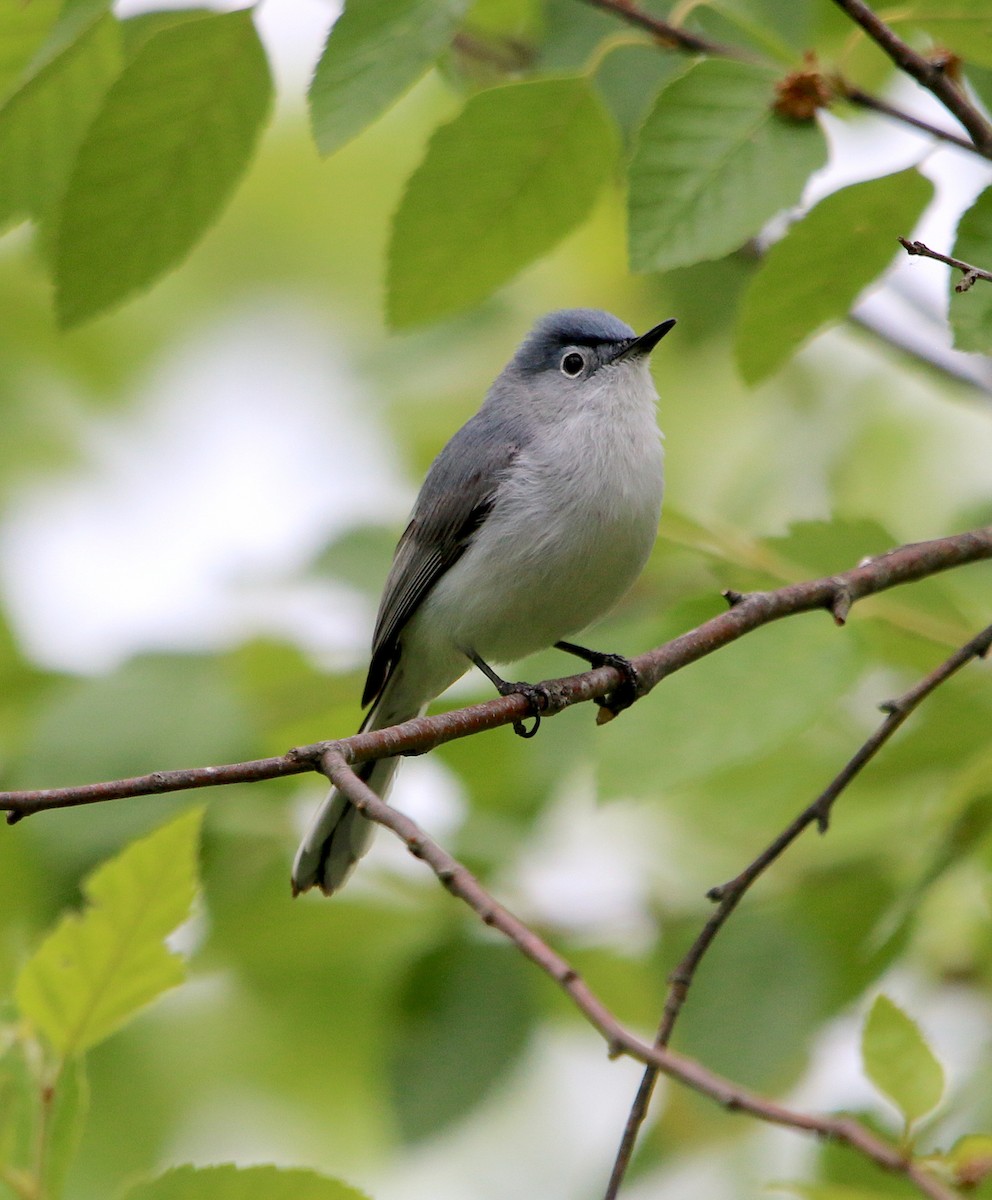 Blue-gray Gnatcatcher - ML339885951