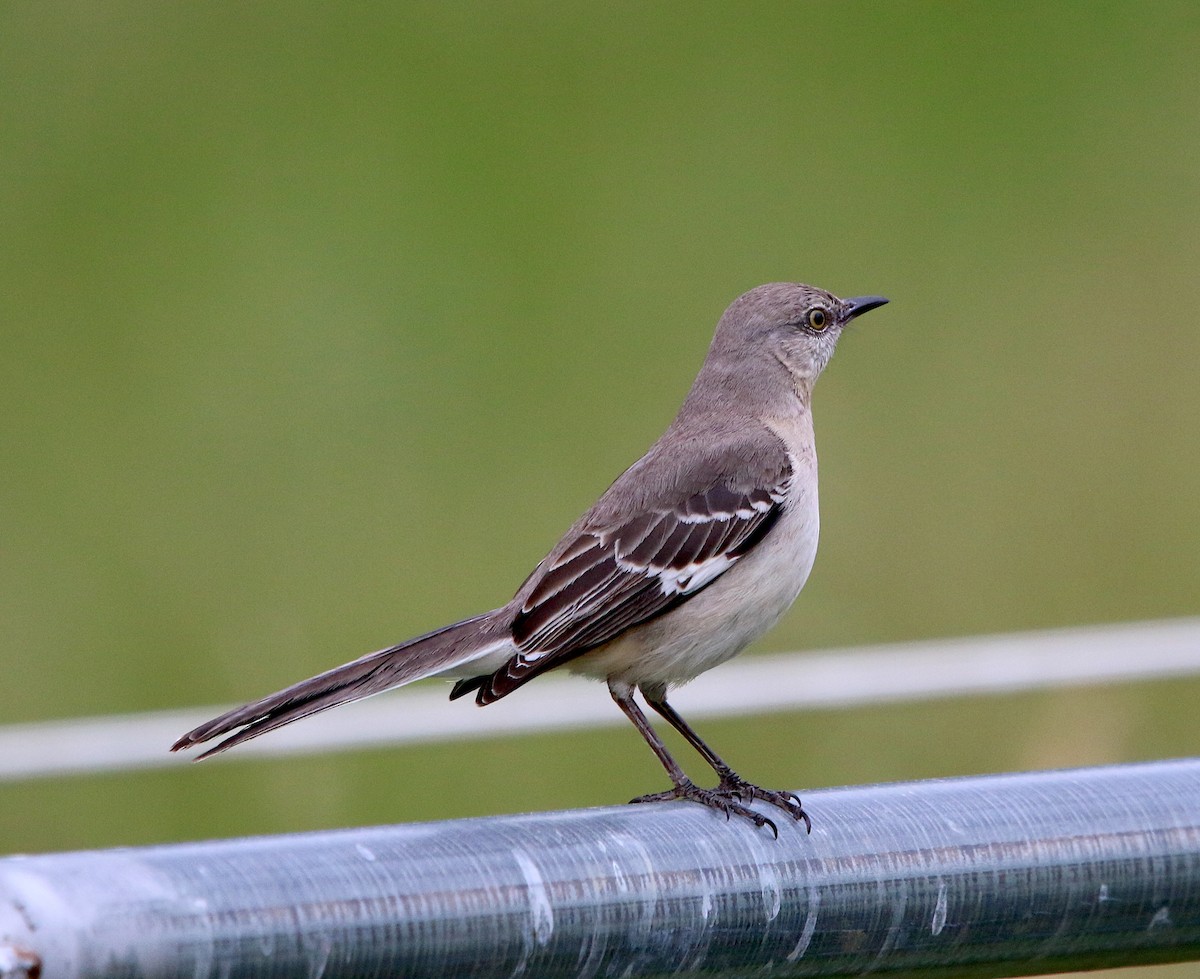 Northern Mockingbird - ML339886031
