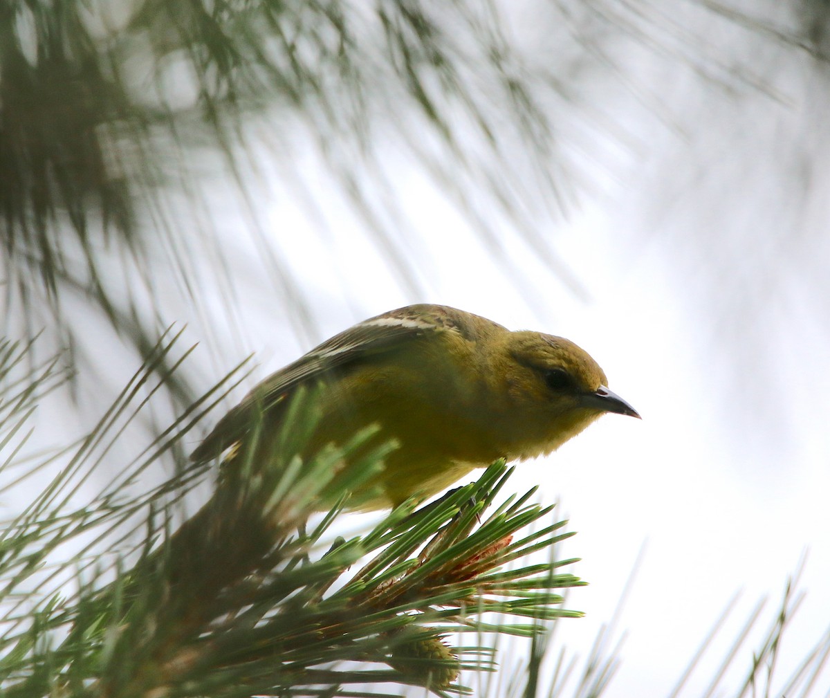 Orchard Oriole - ML339886131