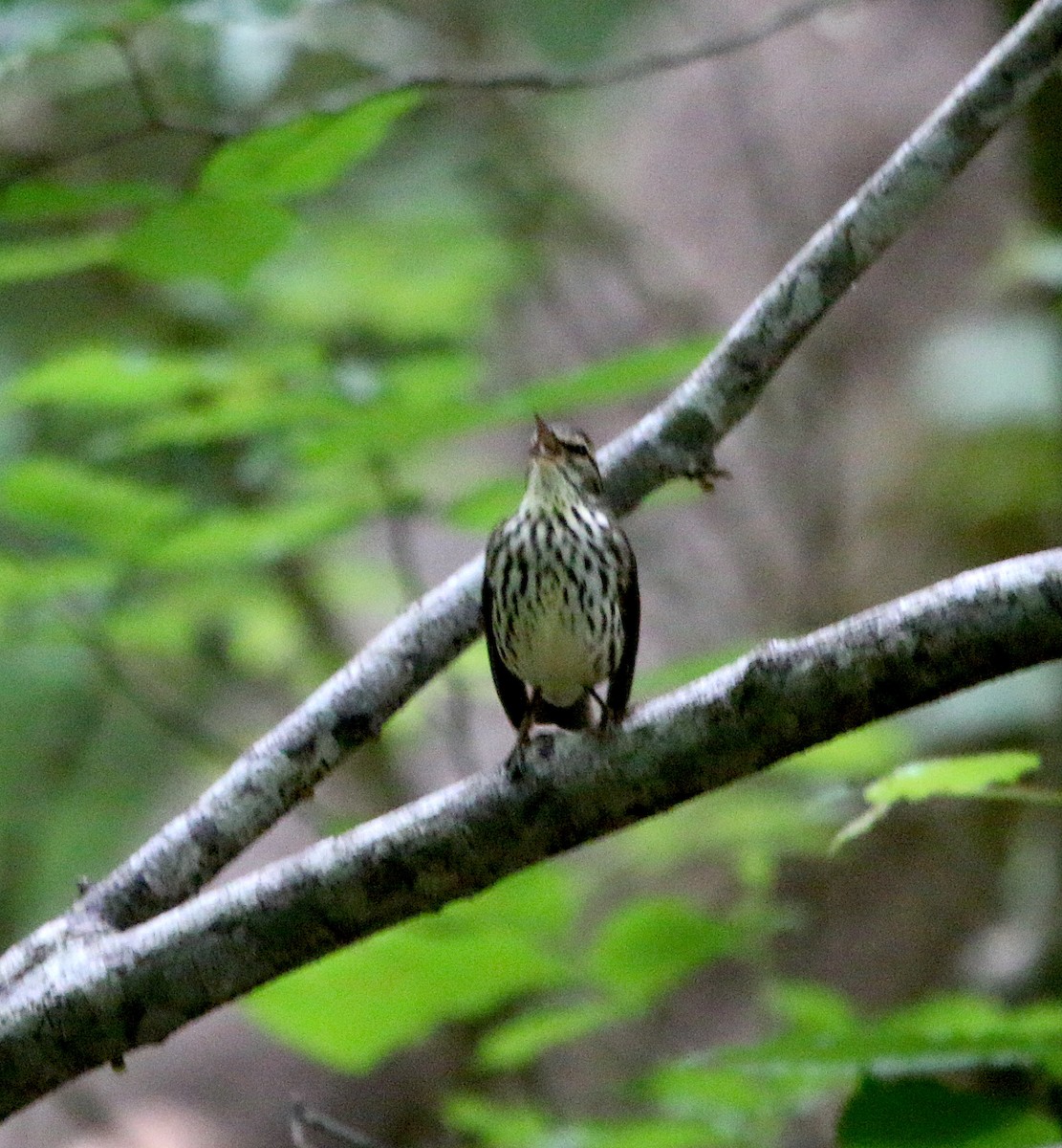 Northern Waterthrush - ML339886201