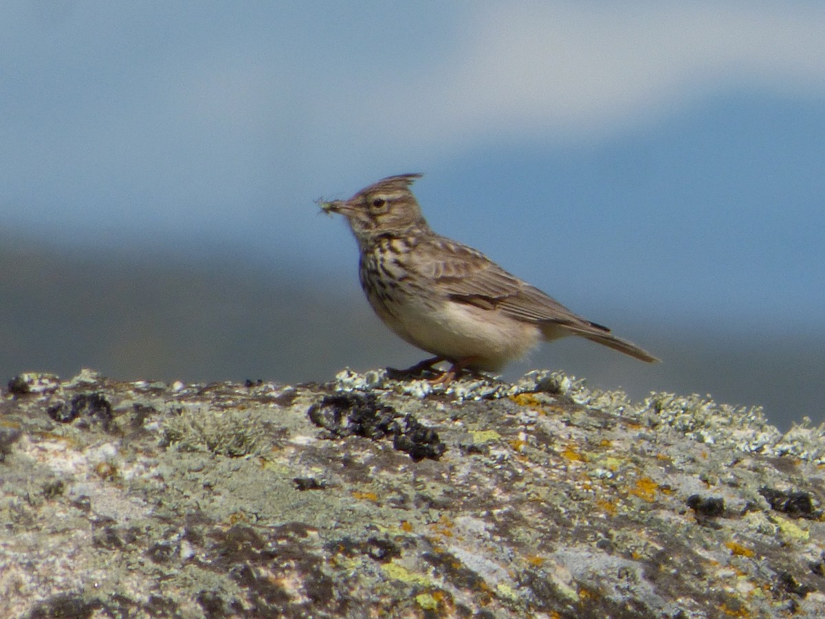 Thekla's Lark - Joaquín Mayo García