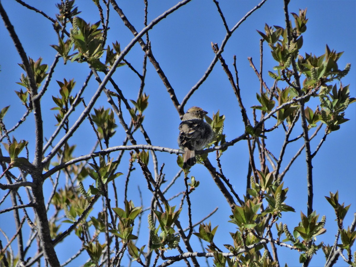 House Finch - ML339889781