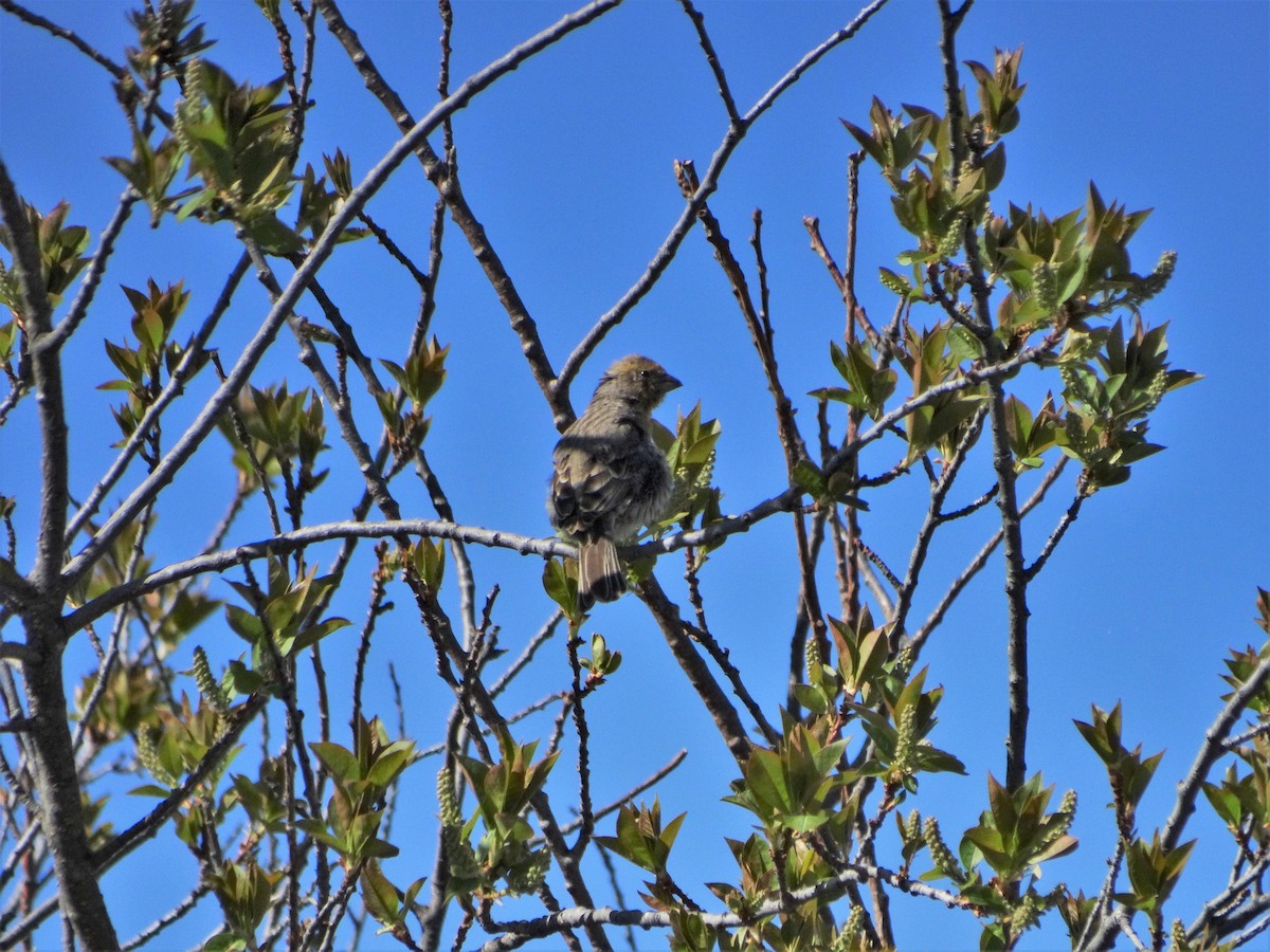 House Finch - ML339889791