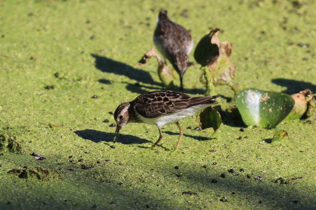 Least Sandpiper - David Cole