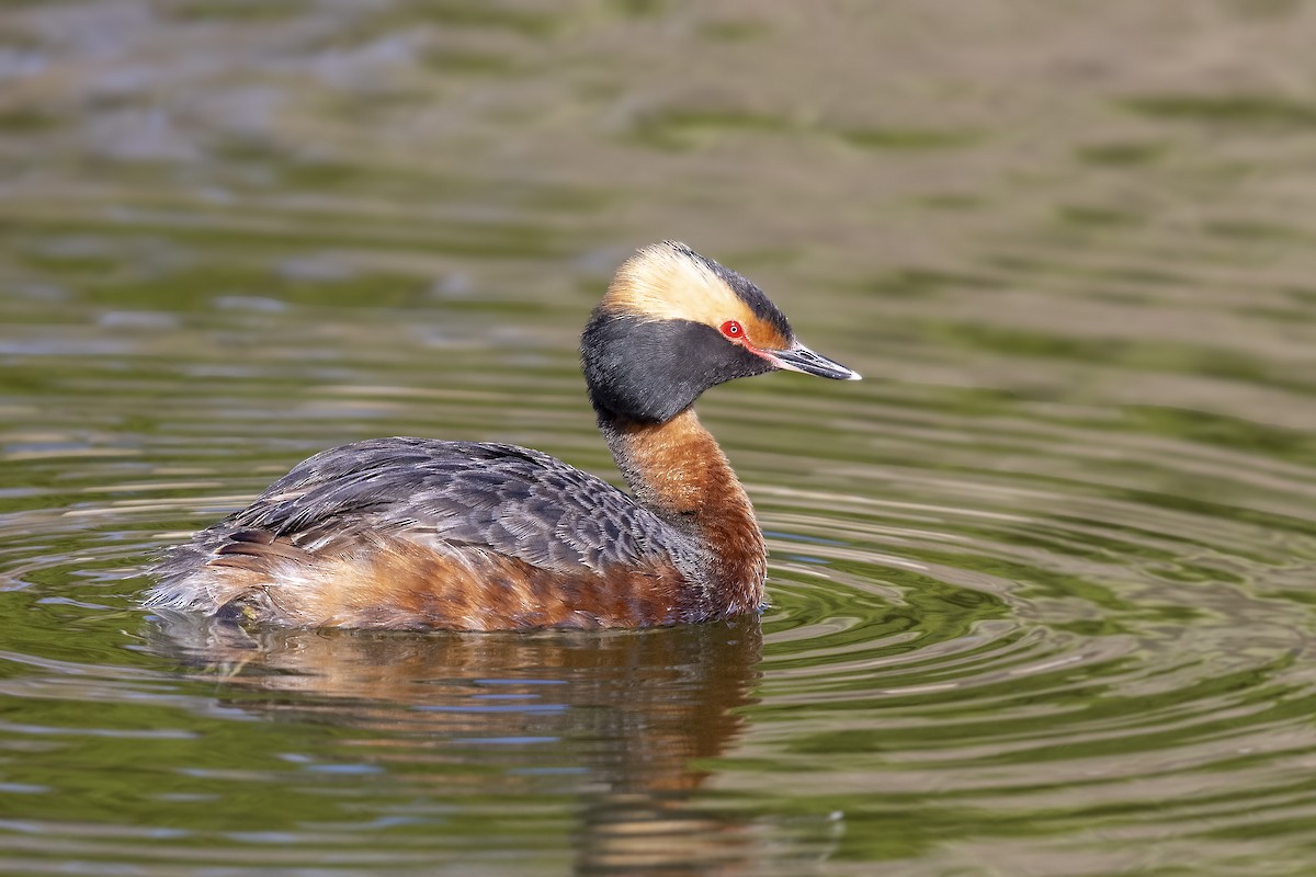 Horned Grebe - ML339890411