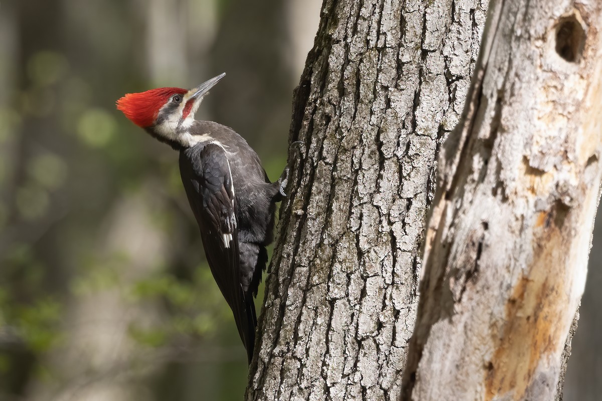 Pileated Woodpecker - ML339890501