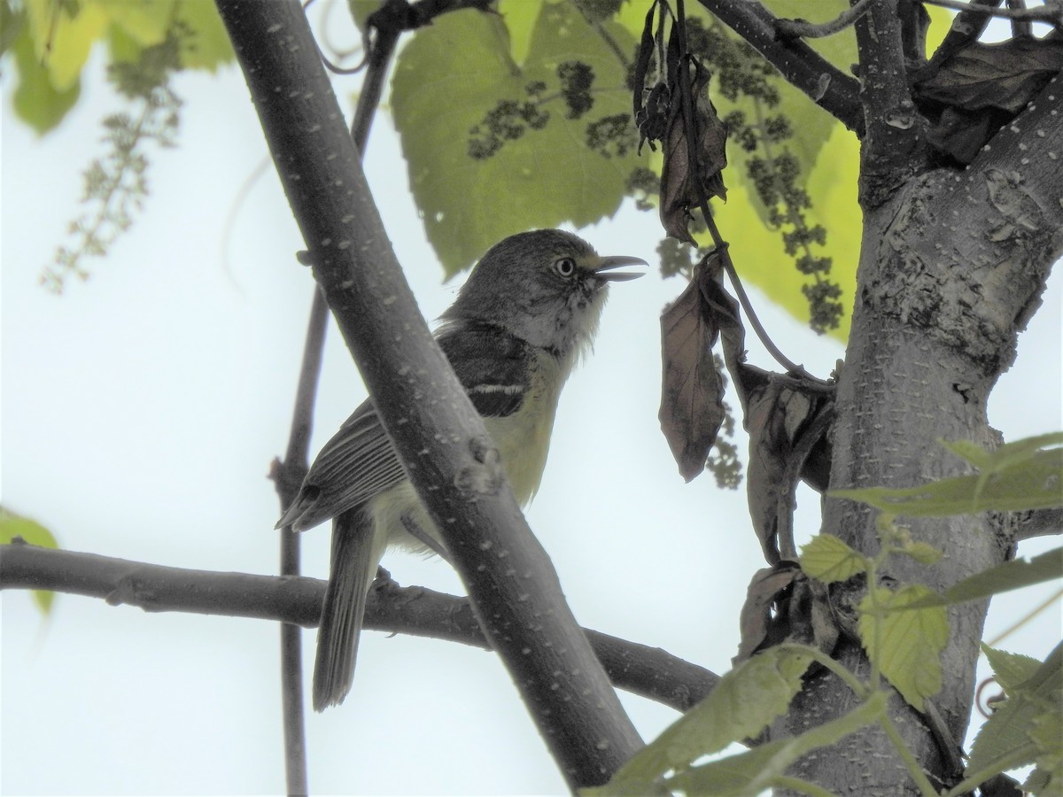 White-eyed Vireo - ML339890571