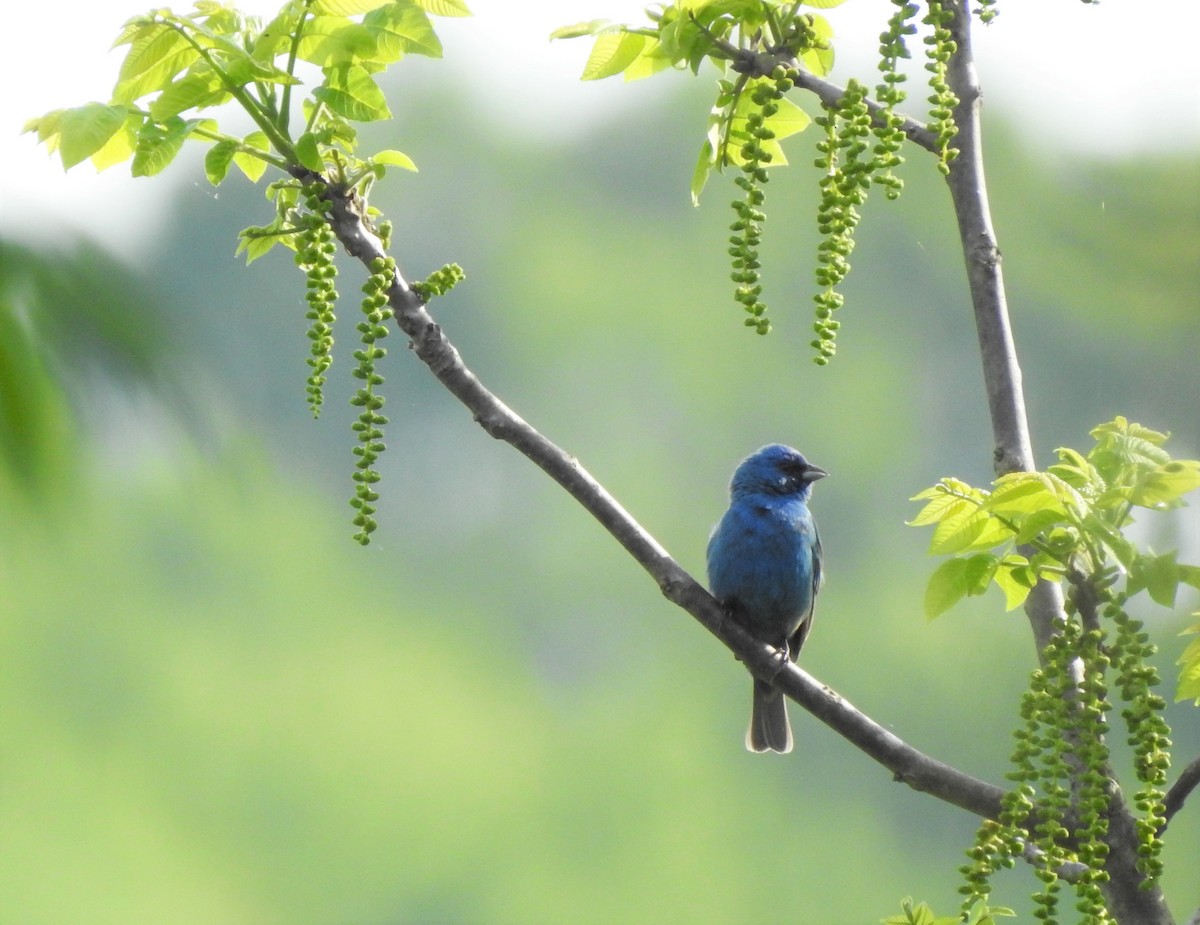 Indigo Bunting - ML339890951