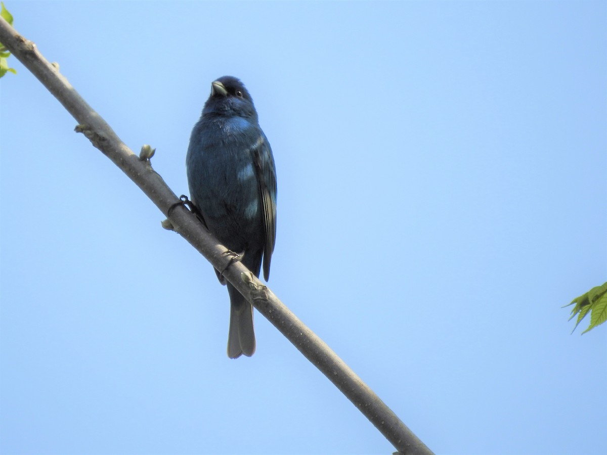 Indigo Bunting - ML339890961