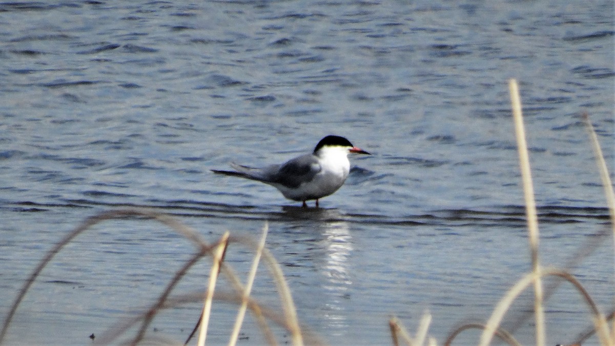 Forster's Tern - ML339891021