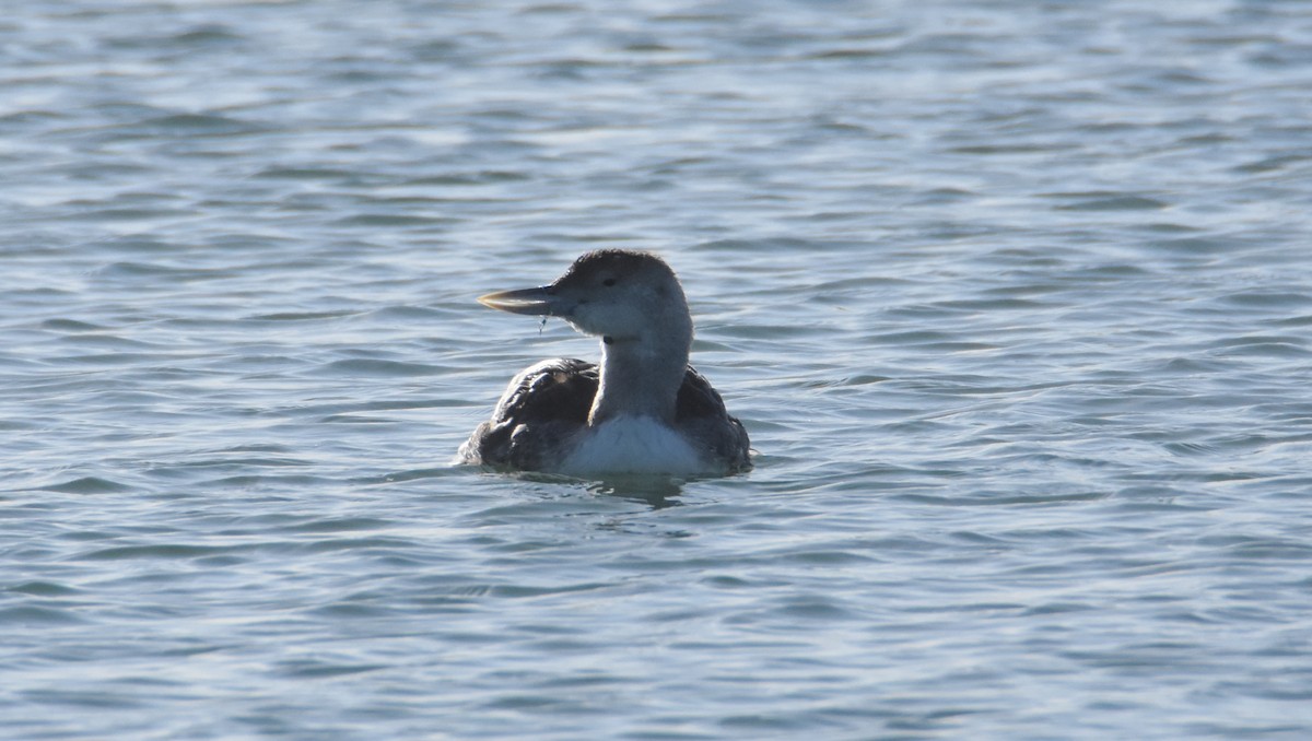 Yellow-billed Loon - ML339891831