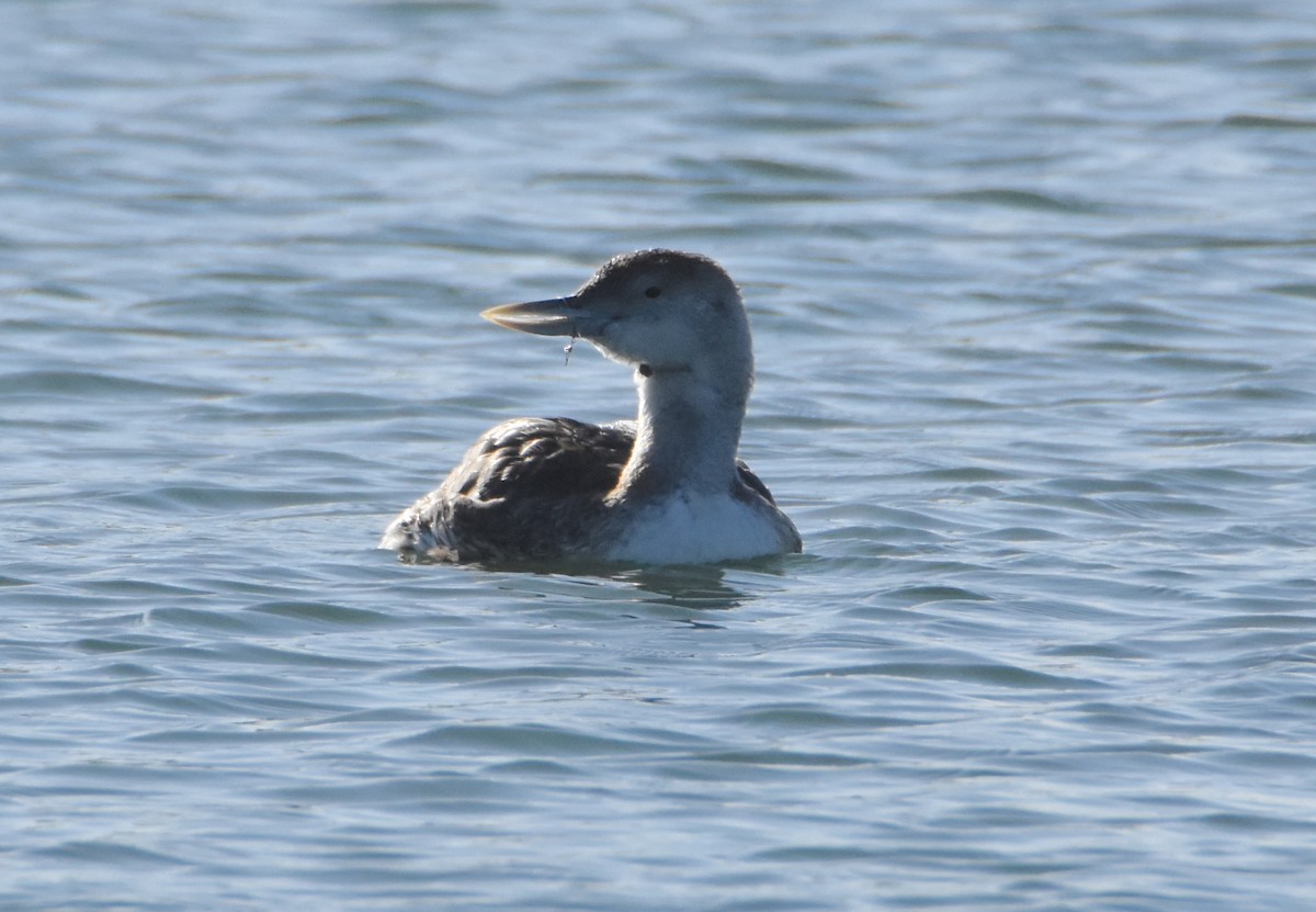 Yellow-billed Loon - ML339892181