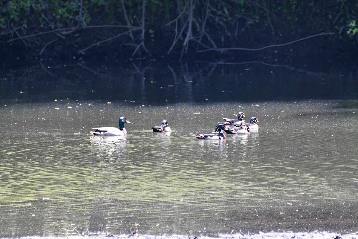 Wood Duck - ML339892401