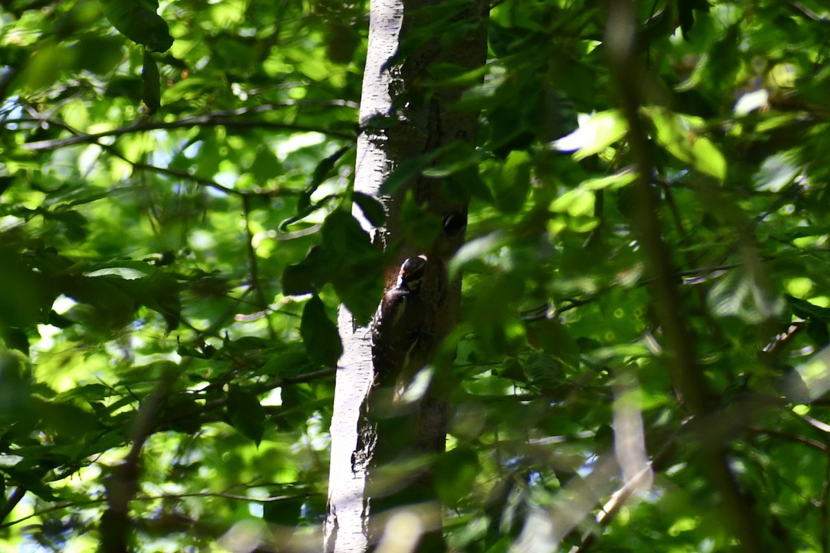 Downy Woodpecker - ML339892421