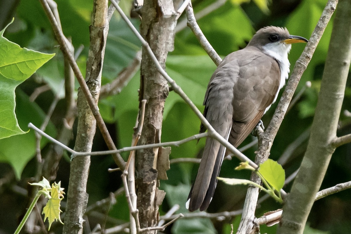 Yellow-billed Cuckoo - ML339892491