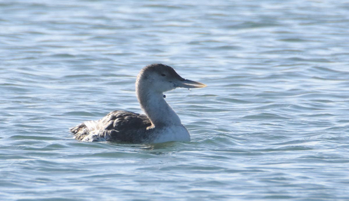 Yellow-billed Loon - ML339892571
