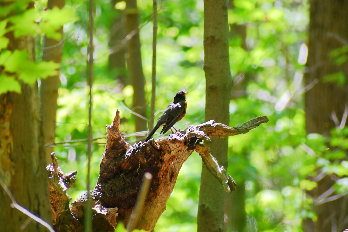 American Robin - ML339892661