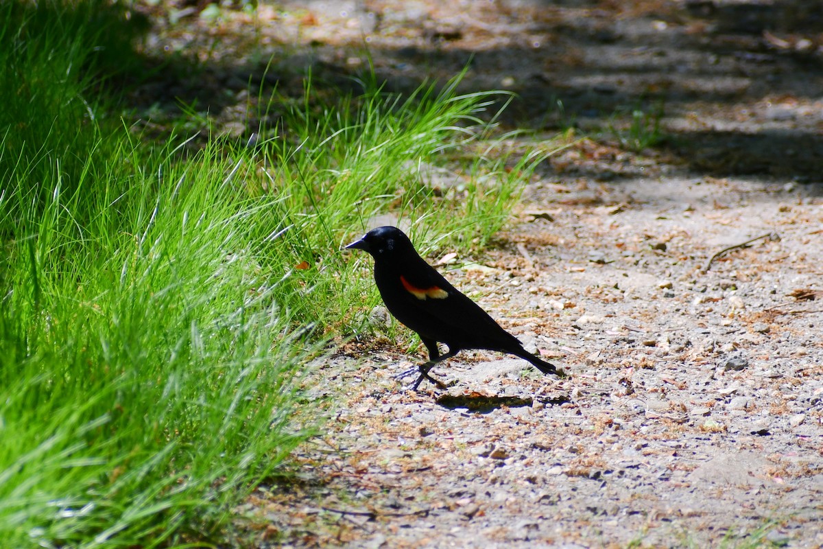 Red-winged Blackbird - ML339892731