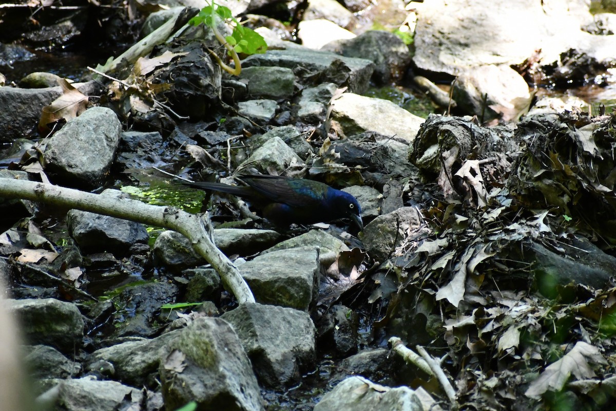 Common Grackle - ML339892761