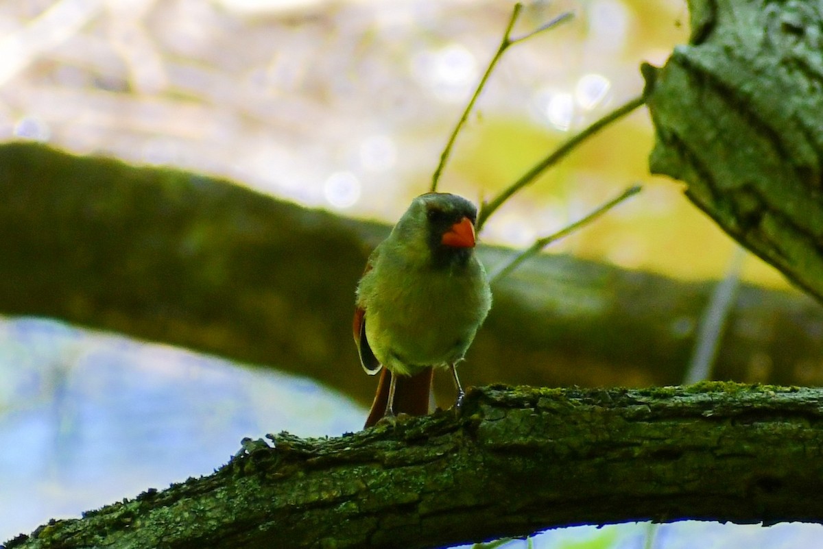 Northern Cardinal - ML339893221